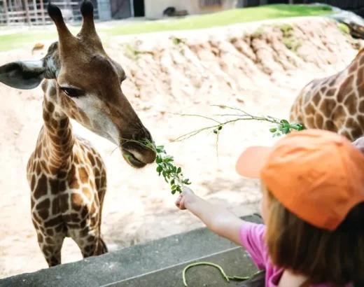 Panduan dan Tips Berkunjung ke Singapore Zoo